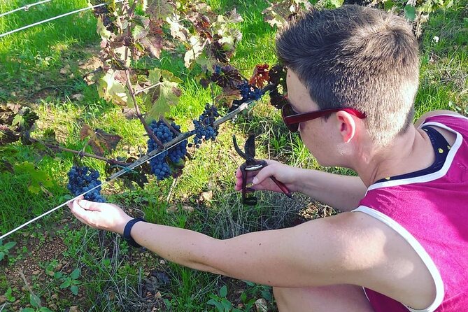2 Wineries Small Group Tour with Free Hotel PickUp from Sitges - The road from Sitges to the Penedès