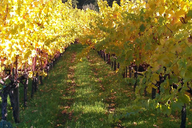 6 Hour Napa or Sonoma Valley Wine Tour by Private SUV - What the driver adds to the day