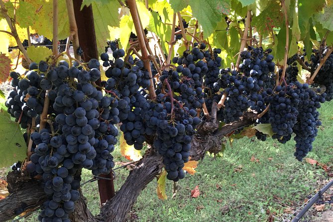 6 Hour Napa or Sonoma Valley Wine Tour by Private SUV - Pickup rules need careful attention