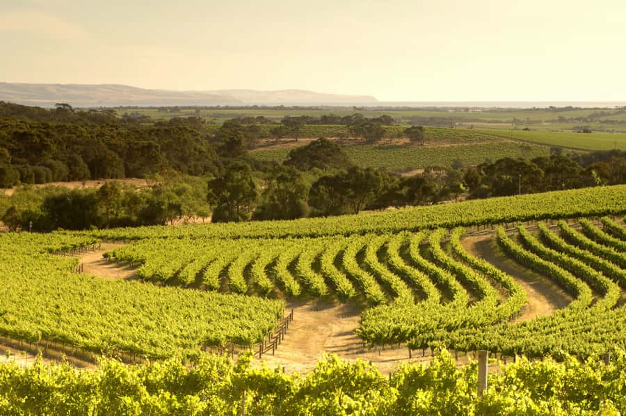 Adelaide: Half-day McLaren Vale & Glenelg Wine Tasting Tour - Practical details that improve the day