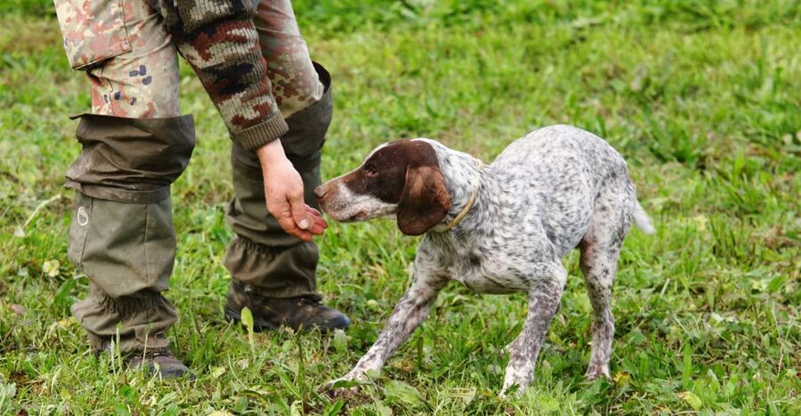 Alba: Truffle Hunting with Cheese, Truffle, & Wine Tastings - Key points to know before booking