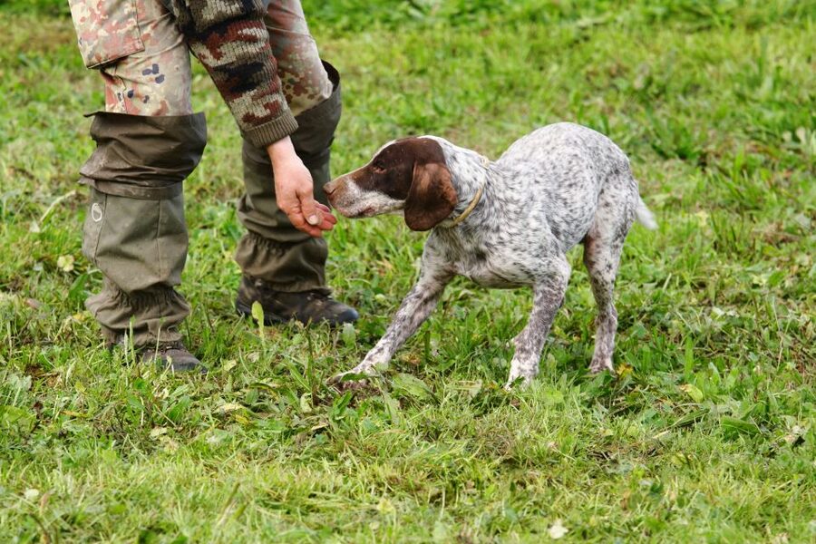 Alba: Truffle Hunting with Cheese, Truffle, & Wine Tastings - White and black truffles, without the restaurant markup