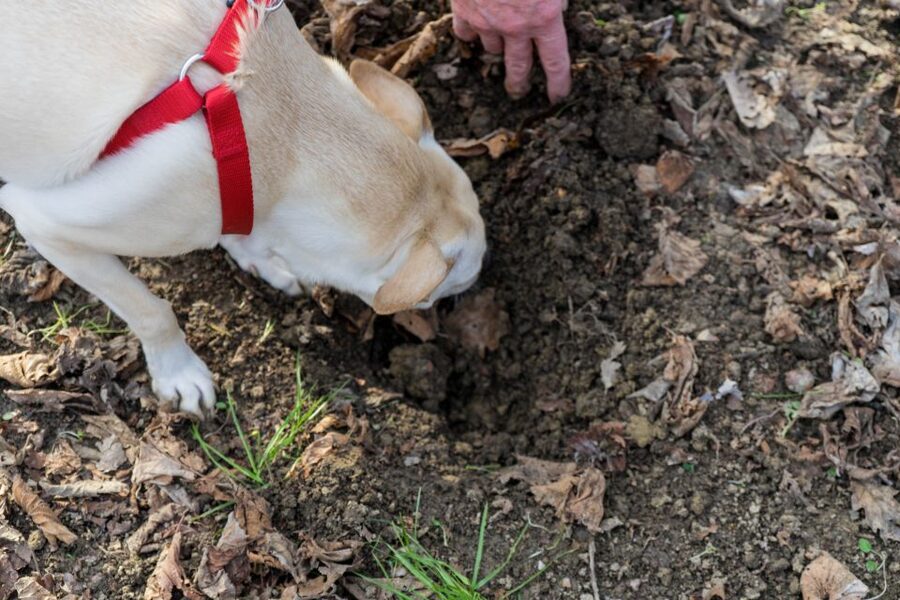Alba: Truffle Hunting with Cheese, Truffle, & Wine Tastings - Elio, Cuba, Chloe, and the art of the hunt