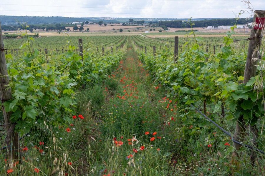 Alberobello: Winery Tour with Wine and Food Tasting - What the food tells you about Apulia