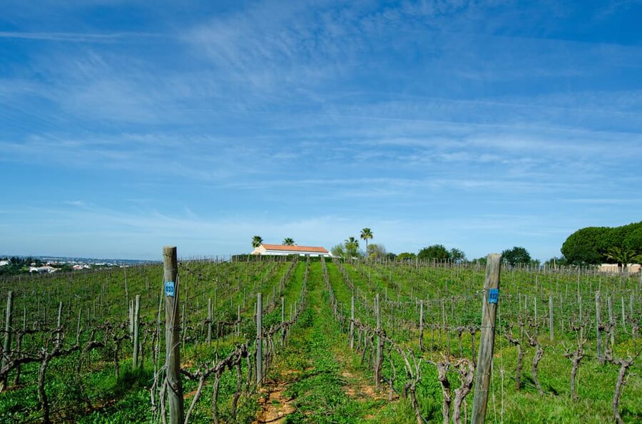 Albufeira: City Highlights & WINE TASTING - A 50-minute stop at a local winery