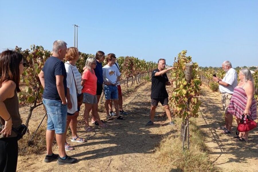 Albufeira/Vilamoura: Winery Tour with Wine Tasting and Tapas - Four wines and a table of Portuguese flavors