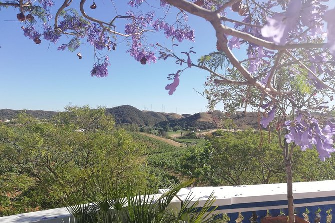 Albufeira Wine Tasting: Boutique Winery Tour & Historic Silves - Who will get the most from the $78.64 price