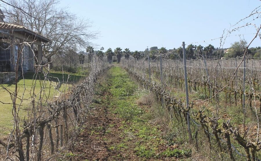 Alcúdia/Can Picafort: Guided Vineyard Visit and Wine Tasting - A small winery outside Mallorca’s resort belt