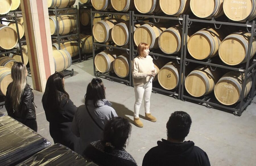 Alcúdia/Can Picafort: Guided Vineyard Visit and Wine Tasting - From modern methods to the barrel room