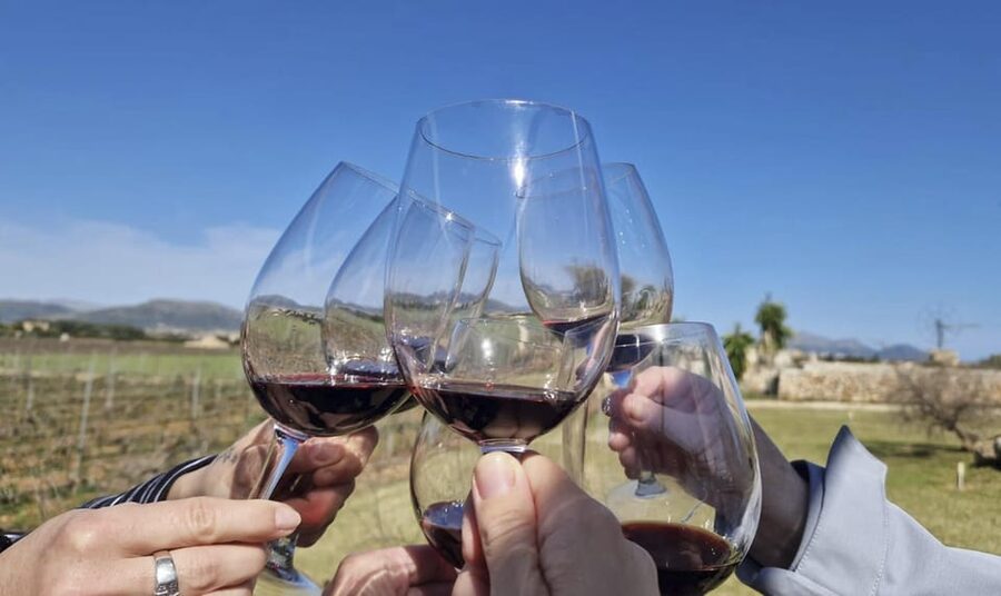 Alcúdia/Can Picafort: Guided Vineyard Visit and Wine Tasting - Pickup from Alcúdia, Playa de Muro, or Can Picafort