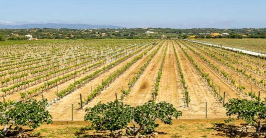 Algarve: Classic Wine Tour & Tasting in Silves - Walking through the vineyard and production rooms
