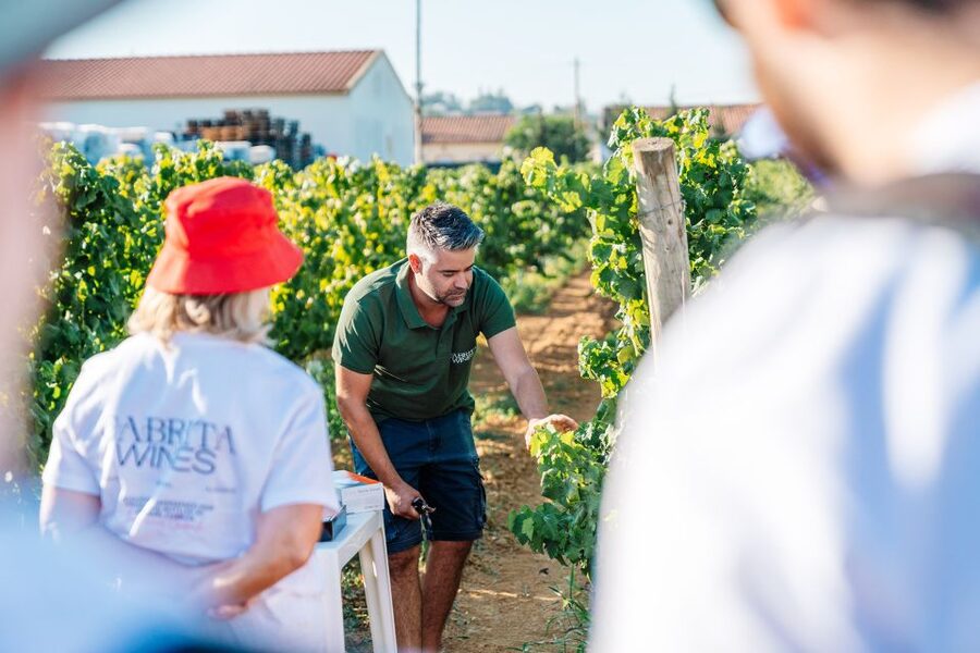 Algarve: Classic Wine Tour & Tasting in Silves - The value compared with other Algarve outings