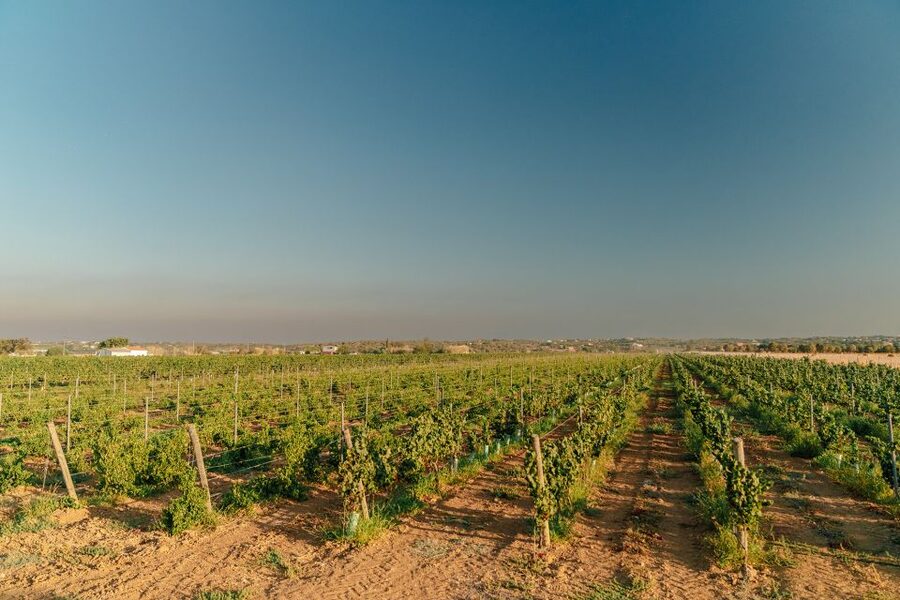 Algarve: Classic Wine Tour & Tasting in Silves - Weather, access, and practical planning