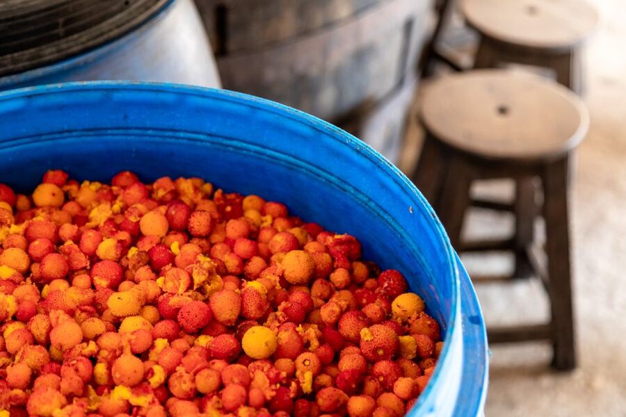 Algarve: Jeep Safari with Distillery Visit & Lunch - Medronho, honey, and the working countryside