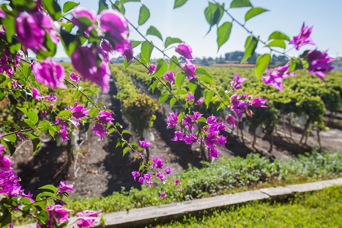 Alicante: Small-Group Countryside Wine Tour with 4 Tastings - From Alicante port to the Vinalopó wine country