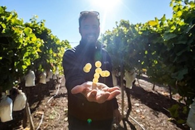 Alicante: Small-Group Countryside Wine Tour with 4 Tastings - Four Alicante wines with snacks