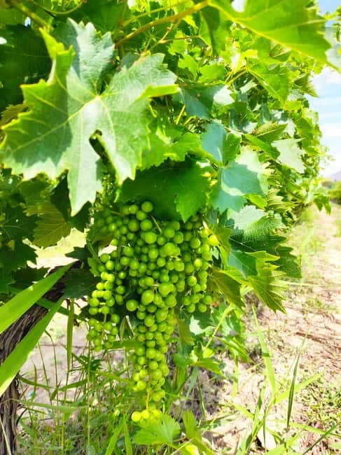 Alicante: Small-Group Countryside Wine Tour with 4 Tastings - Who will enjoy this tour most?
