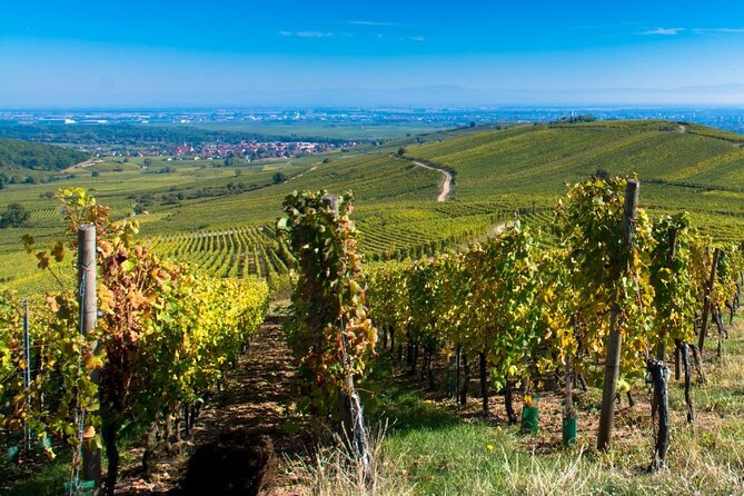 Alsace Full Day Wine Tour from Colmar - Meeting your guide in Colmar at 9:30 a.m.