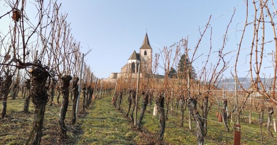 Alsace: Half-Day Wine Tour from Colmar - Is $112 a fair price?
