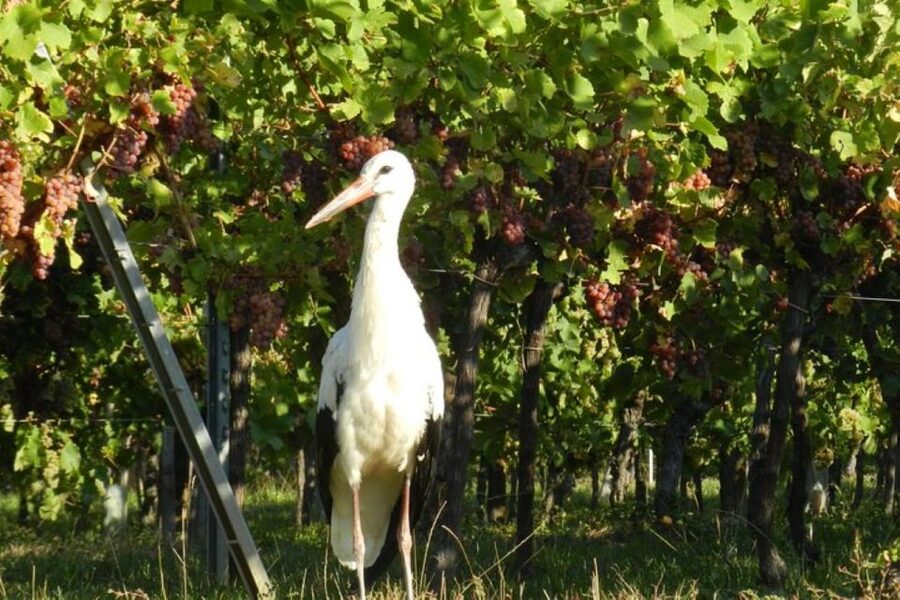 Alsace: Half-Day Wine Tour from Colmar - Should you book it?