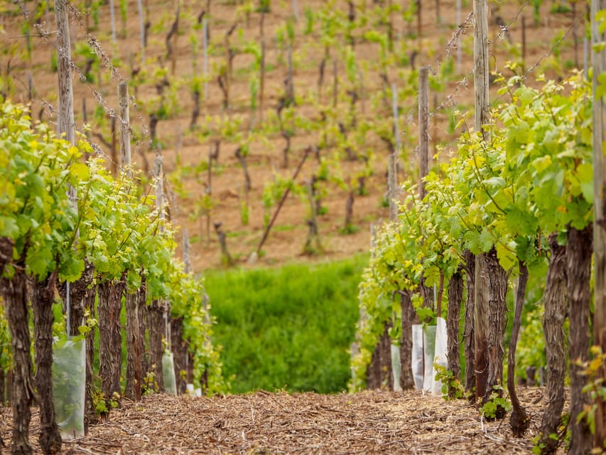 Alsace Half-Day Wine Tour from Strasbourg - The second cellar and the wine road