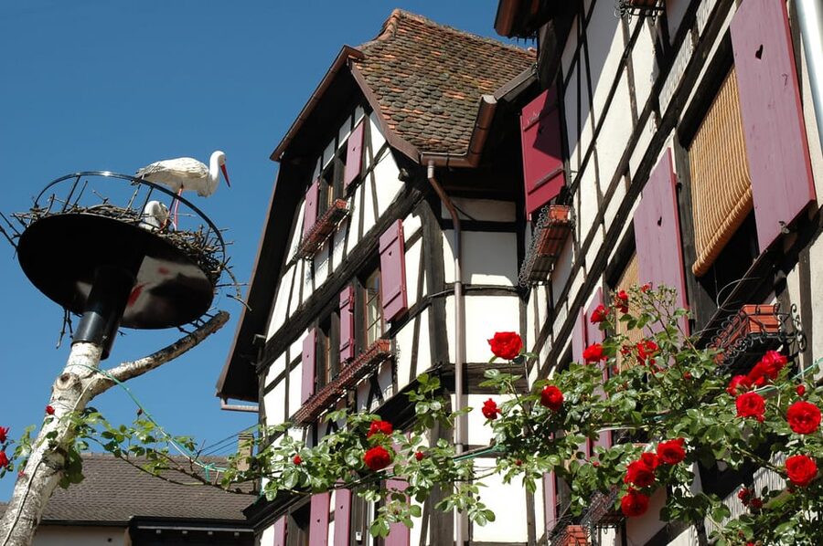 Alsace Half-Day Wine Tour from Strasbourg - Who should book this experience?