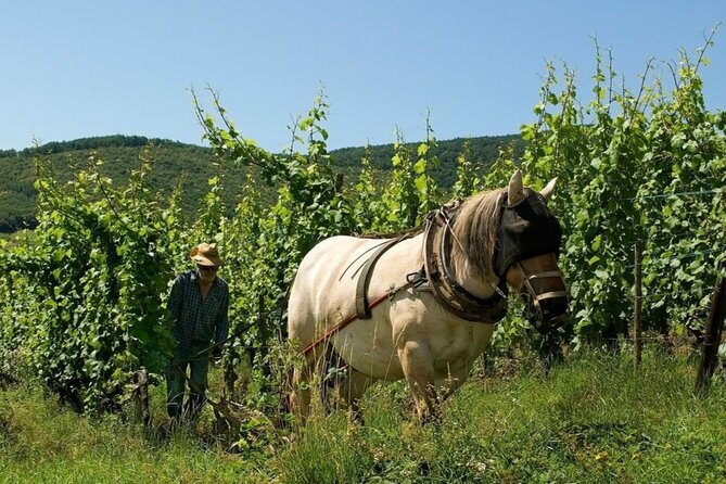 Alsace wine tour and medieval villages. Small group guided tour - Kientzheim and the smaller winery experience