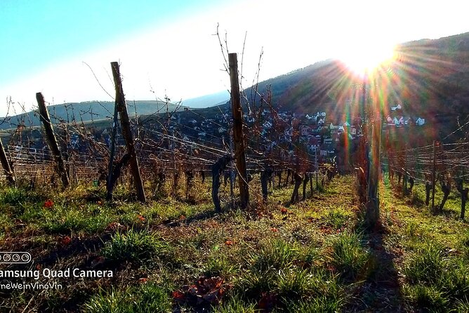 Alsace wine tour and medieval villages. Small group guided tour - What you may taste and learn
