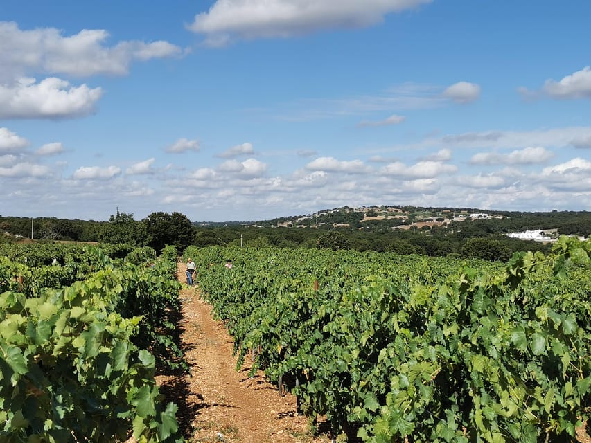 Apulia: Guided Wine Tasting with Local Appetizers - Homemade pairings that make the tasting useful