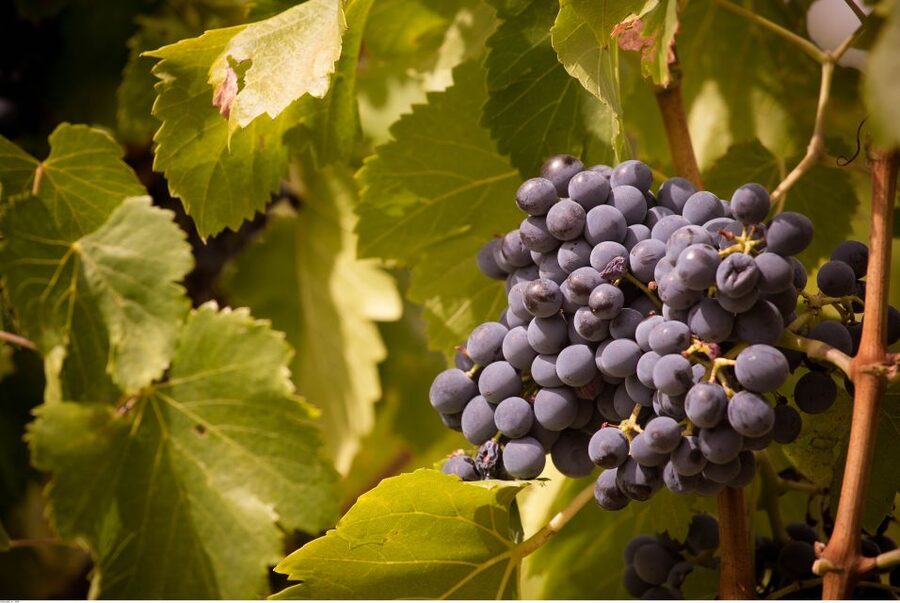 Avignon: Full-Day Wine Tour around Châteauneuf-du-Pape - Practical booking advice