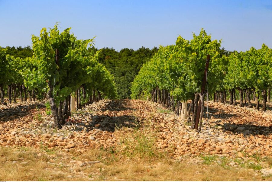 Avignon: Full-Day Wine Tour around Châteauneuf-du-Pape - The lunch stop is a real part of the experience