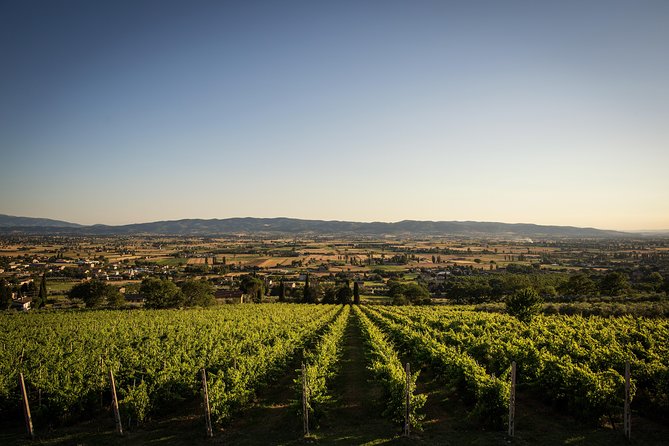 Balsamic Vinegar, Olive oil and Organic Winery Tour in Assisi with tasting - Stop one: a short introduction at Tili 21