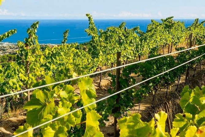 Barcelona eBike Beach Private Tour to Vineyards & Picnic - Arc de Triomf and the return through the old city