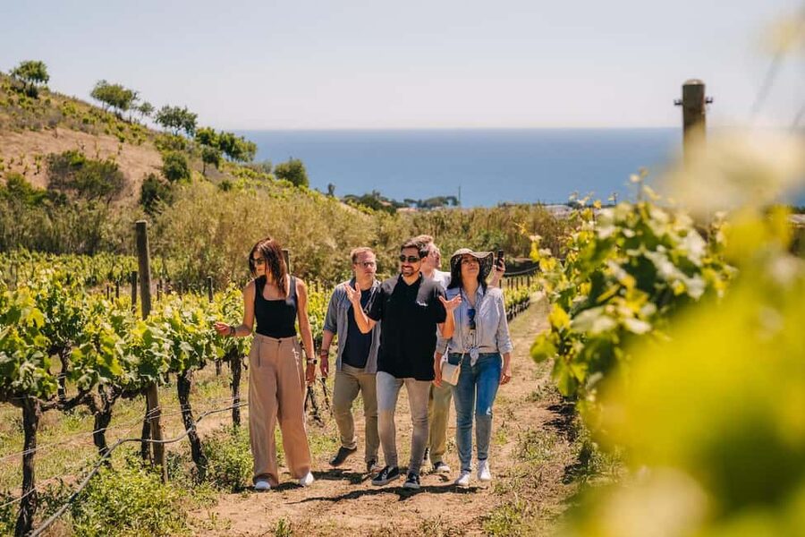 Barcelona: Sailing Cruise & Vineyard Tour with Wine Tasting - Who will enjoy this experience most