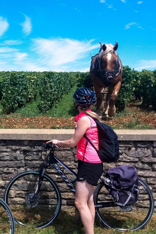 Beaune: Winery Tour by Bike with Wine Tasting - Is $94 a fair price?