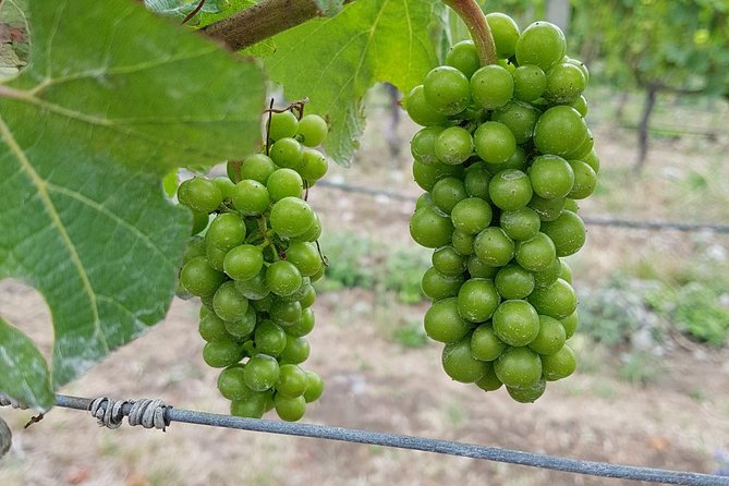 Beyond the Vines - Full-Day Marlborough Wine Tasting Tour - The rhythm of the day