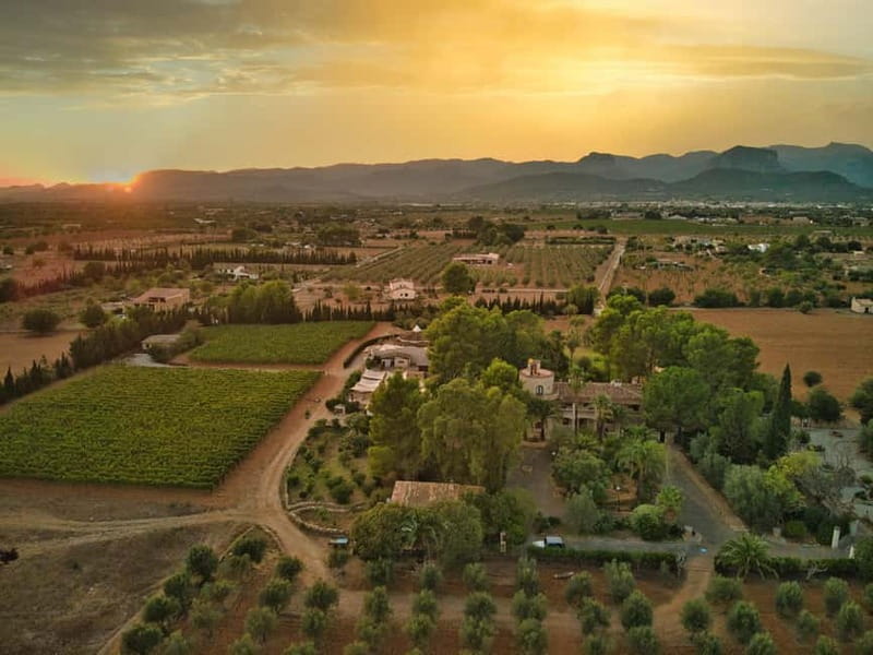 Binissalem: Individual vineyard tour and wine tasting in German - Why Binissalem is a good place for a wine visit