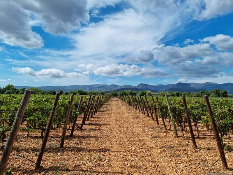 Binissalem: Individual vineyard tour and wine tasting in German - Inside Bodega Resident Wein