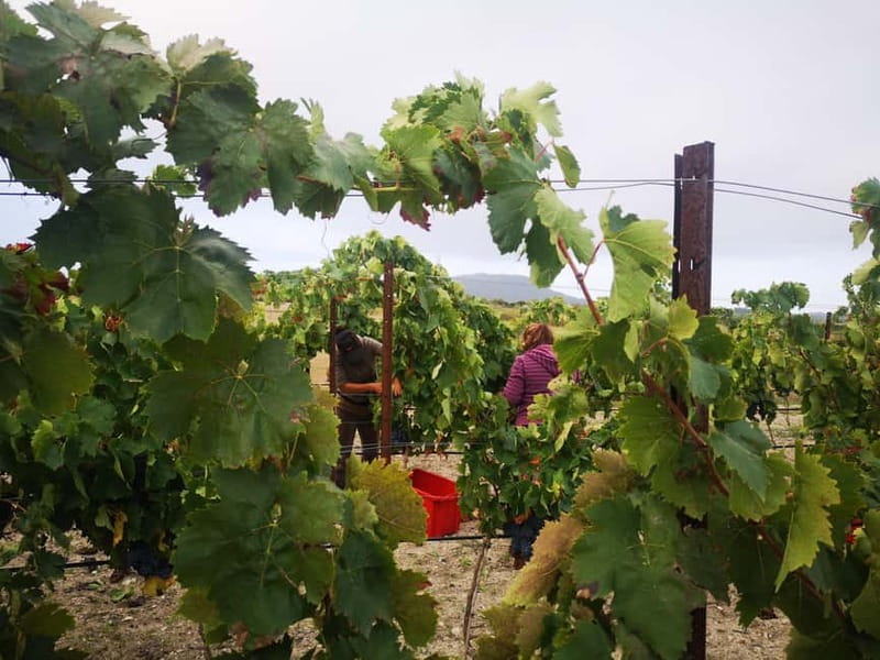Binissalem: Individual vineyard tour and wine tasting in German - The German-language format