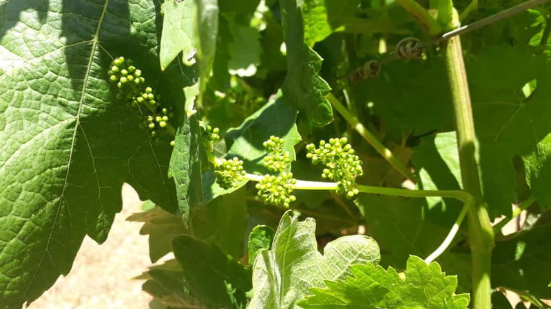 Binissalem: Individual vineyard tour and wine tasting in German - Practical details for planning your visit