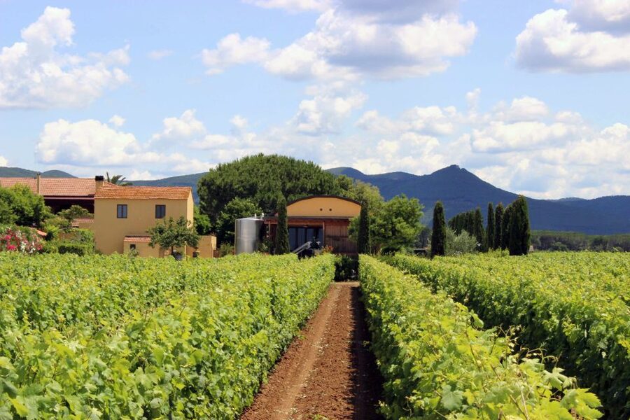 Bolgheri: Winery Tour with Wine Tasting - Should you book it?