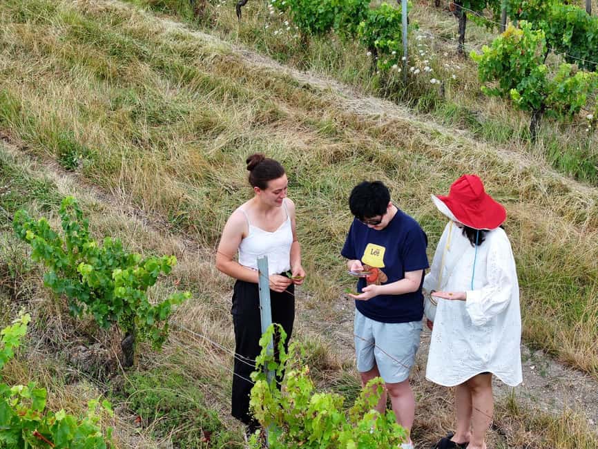Bordeaux: Explore an Organic Family Vineyard with Tasting - Follow the grapes into the cellar