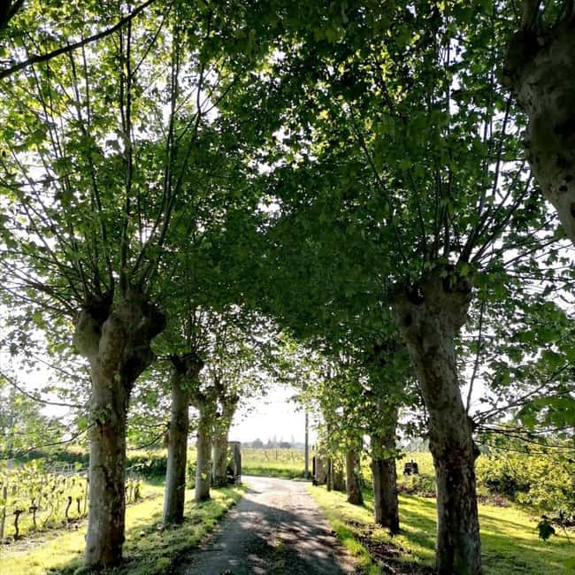 Bordeaux: Explore an Organic Family Vineyard with Tasting - Planning your visit around the weather