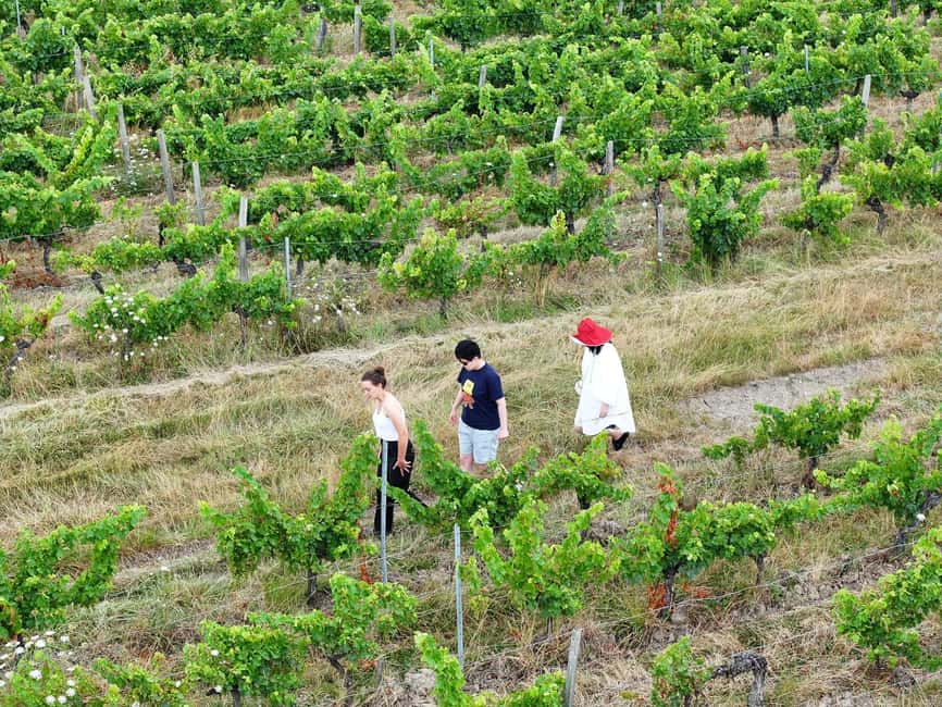 Bordeaux: Explore an Organic Family Vineyard with Tasting - What the strongest praise tells you