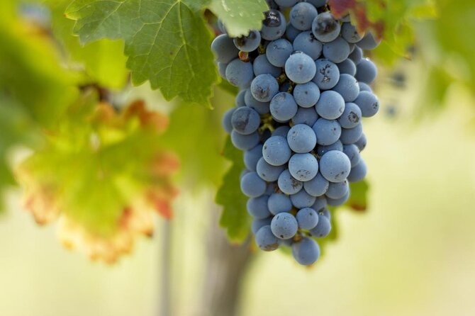 Bordeaux Full Day Wine Tour - 3 Wineries & Gourmet Picnic Lunch - Three Bordeaux wine regions before dinner