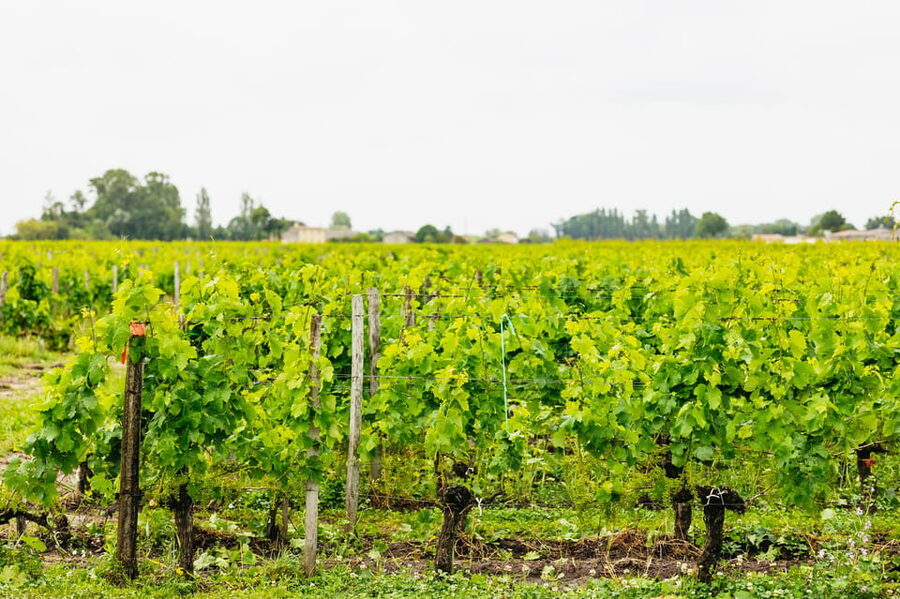 Bordeaux: St. Emilion Day Trip with Wine Tasting and Lunch - The final tasting in Saint-Émilion