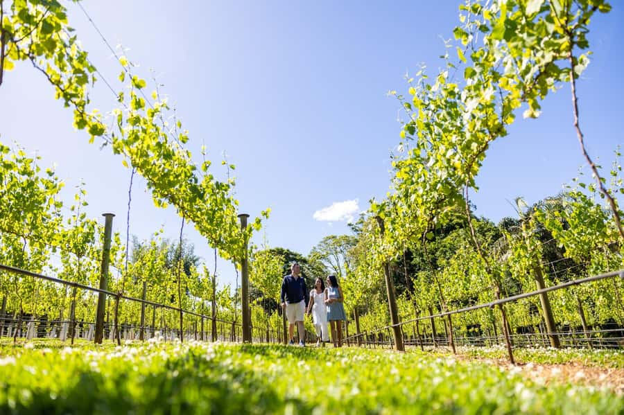 Brisbane: Tamborine Mountain Local Winery Tour with Lunch - Key points to know before booking