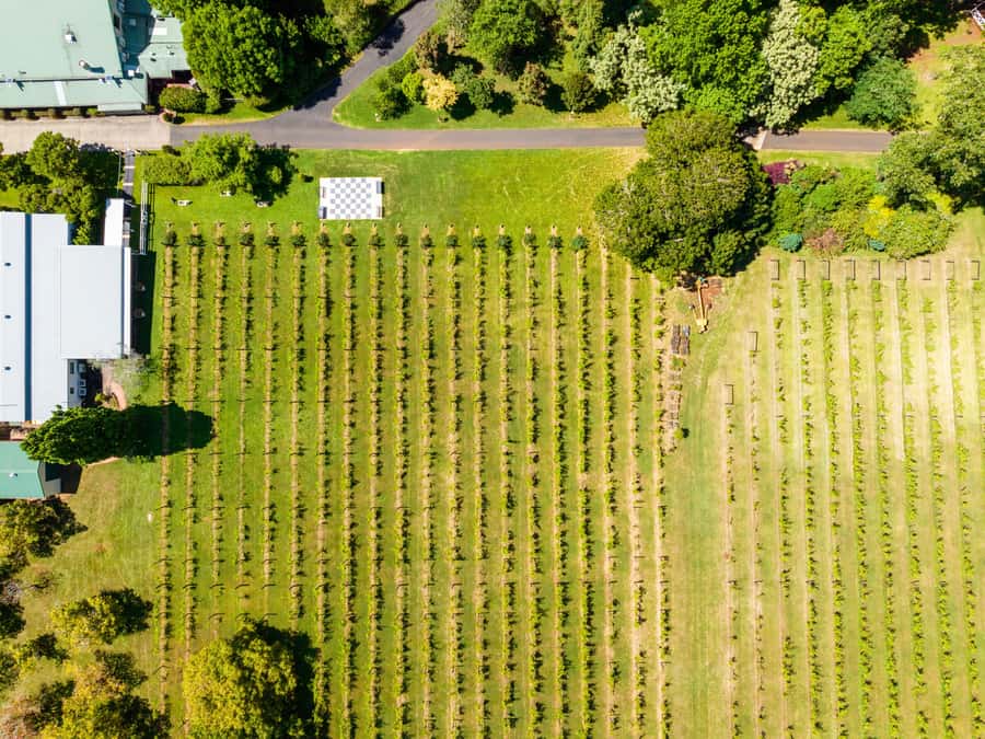 Brisbane: Tamborine Mountain Local Winery Tour with Lunch - What changes on Monday and Tuesday