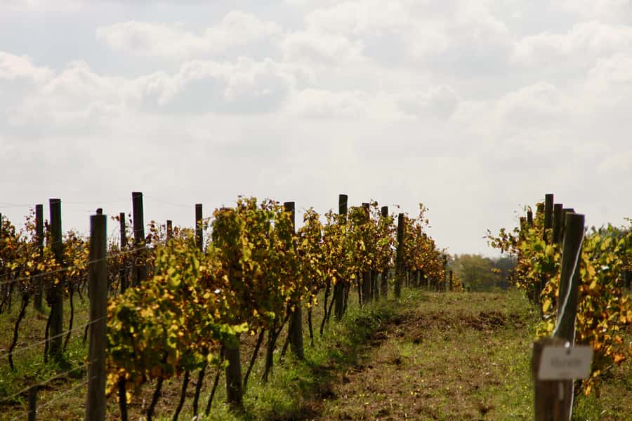 Buenos Aires: Wine Tasting and Lunch at Bodega Gamboa - What the $169 price really includes