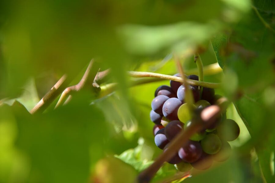 Burgundy Wines Full-Day Tasting Tour from Dijon - How the 10-wine tasting feels